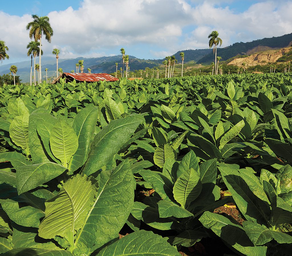 A field planted with cigar leaves in a valley in the Dominican Republic.